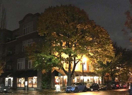 Often local regulations cite repair and maintenance issues related to street trees as a reason to maintain barren sidewalks.
