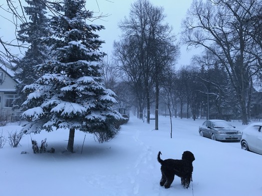 Skinny streets, short blocks, and street trees shield from arctic blasts in Winnipeg's active core.